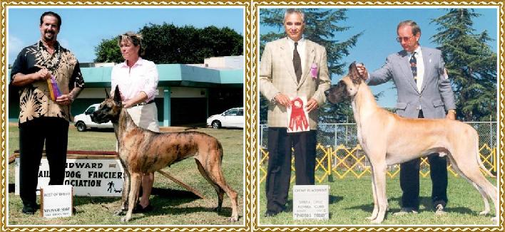Anadane's TransPac Pyewacket BISS CH Bridane's PI In The Sky